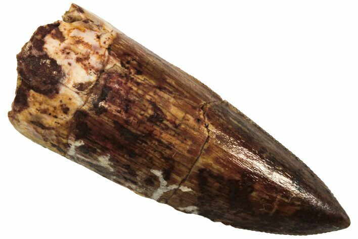 Serrated, Fossil Phytosaur (Redondasaurus) Tooth - New Mexico #219470